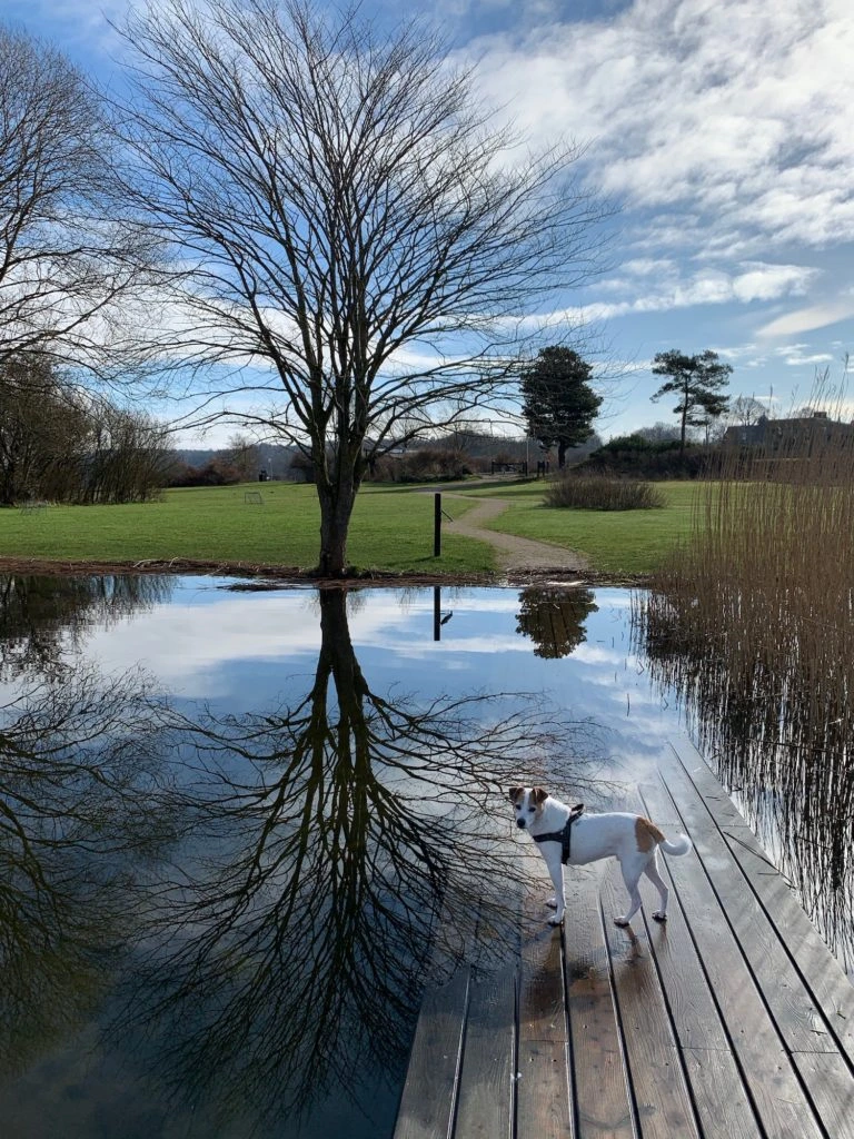 flooding-4-768×1024